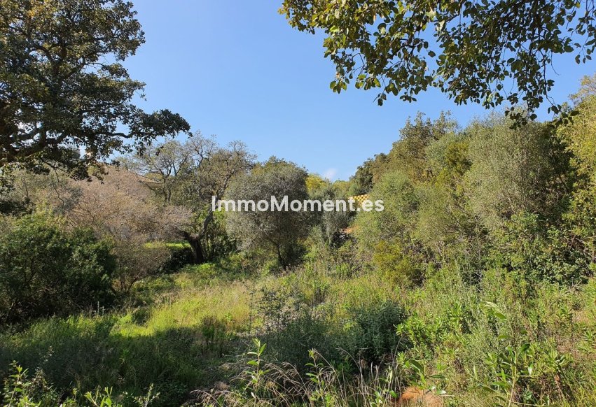 Revente - Parcelle - Sotogrande - Sotogrande Alto