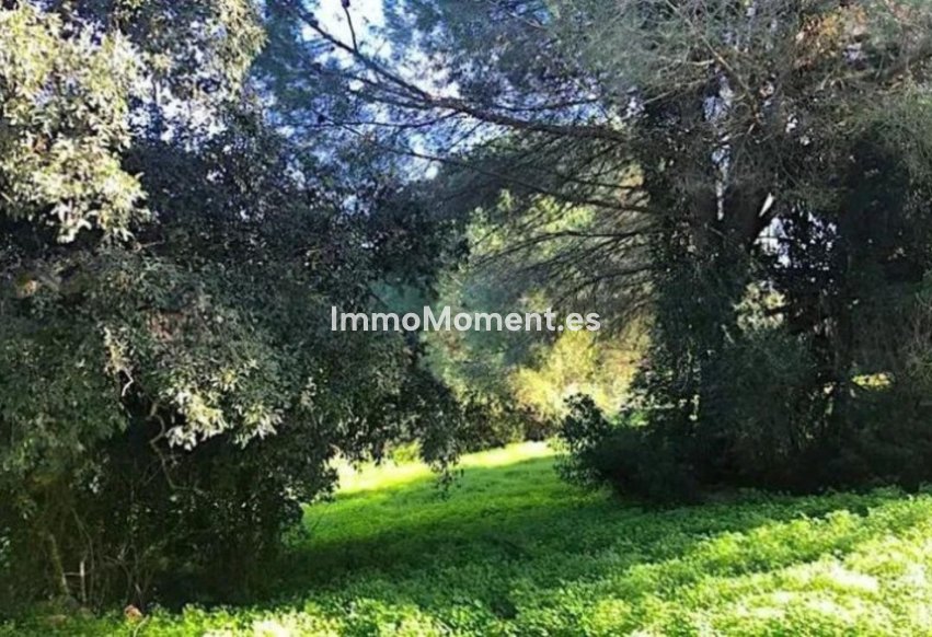 Revente - Parcelle - Sotogrande - Sotogrande Alto