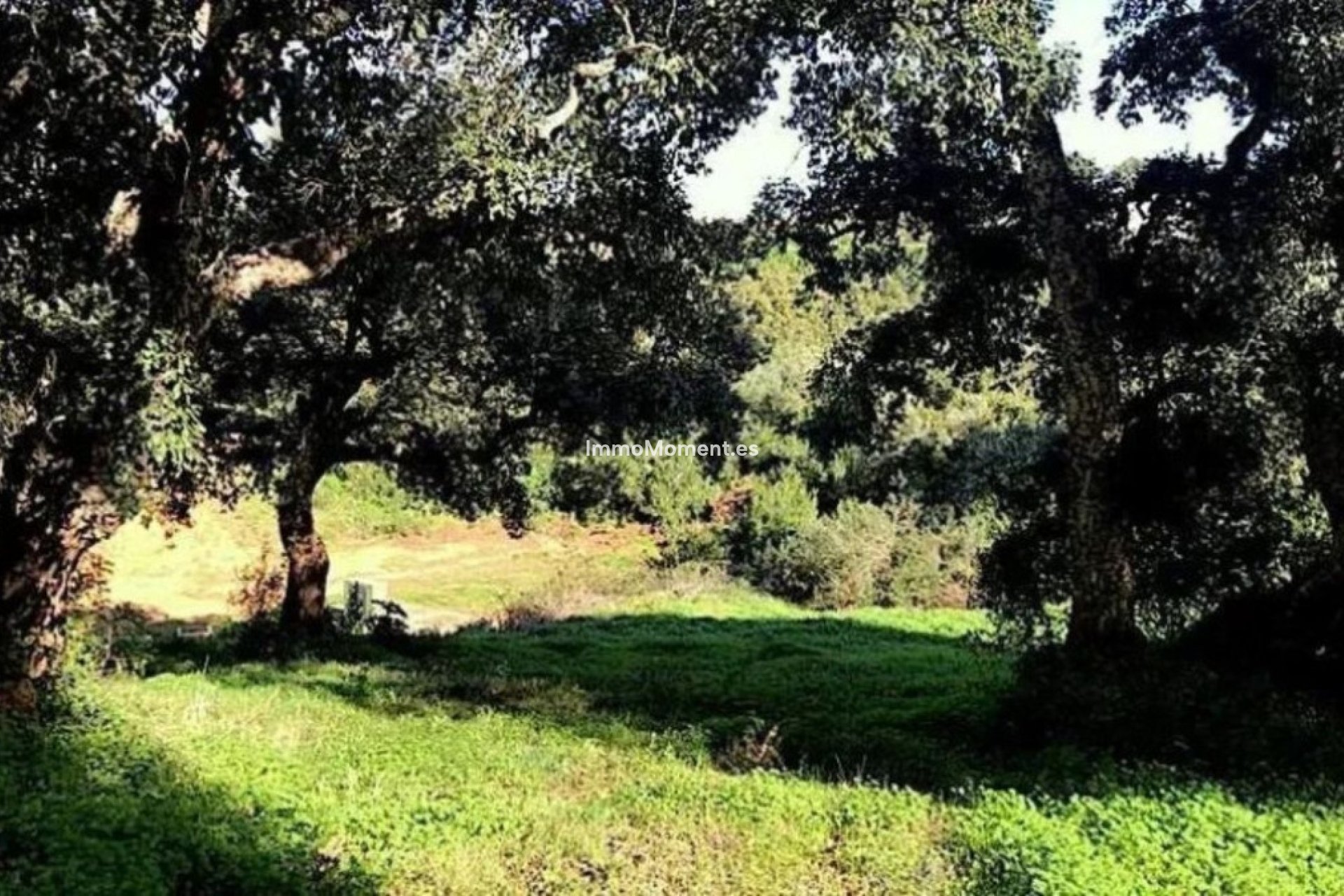 Revente - Parcelle - Sotogrande - Sotogrande Alto