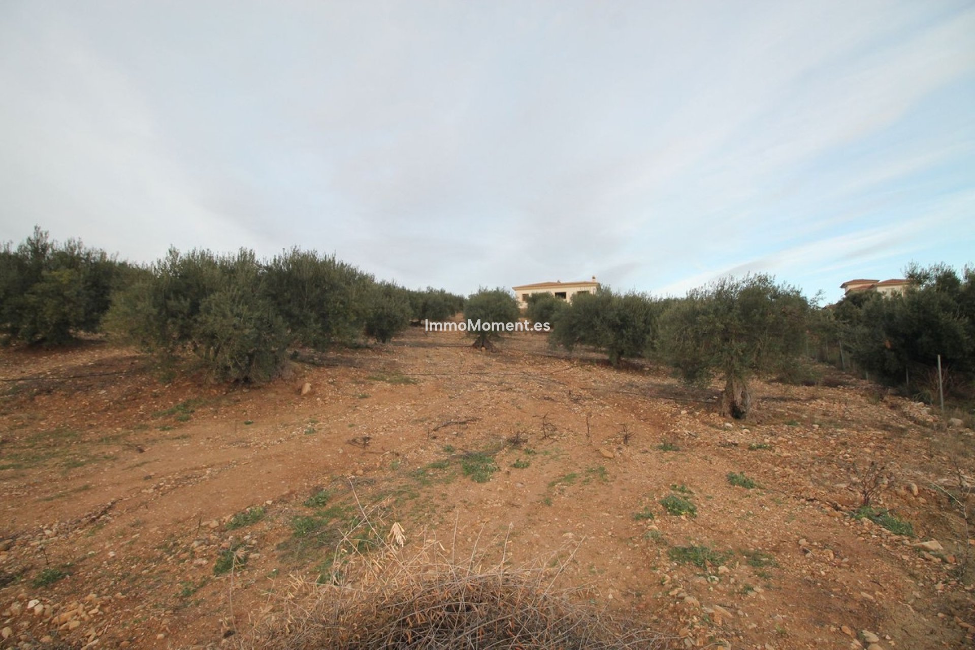 Revente - Terrain - Intérieur                       - Alora