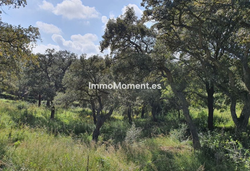Revente - Terrain - Sotogrande - Sotogrande Alto