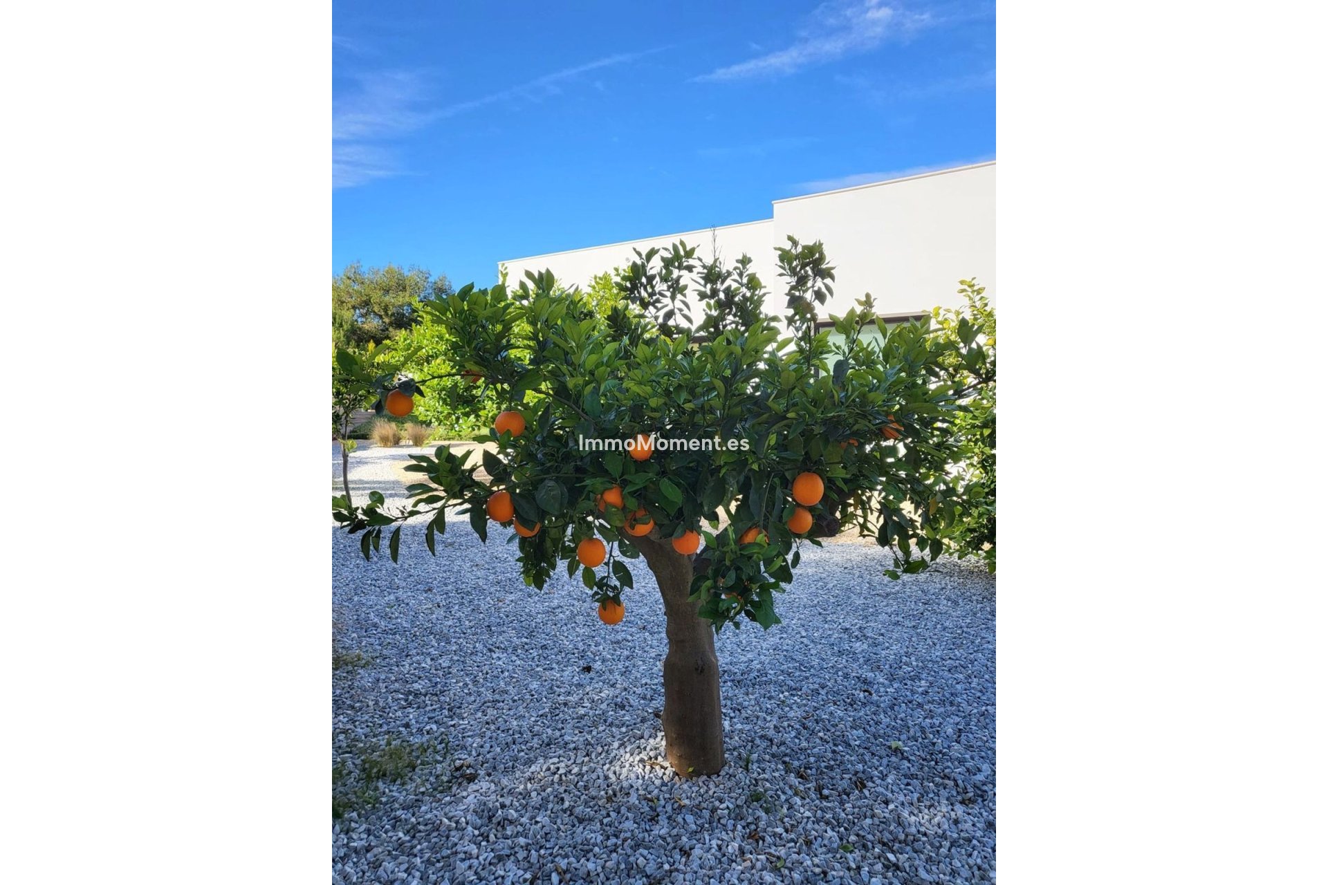 Revente - Villa individuelle - Orihuela - Orihuela Centro