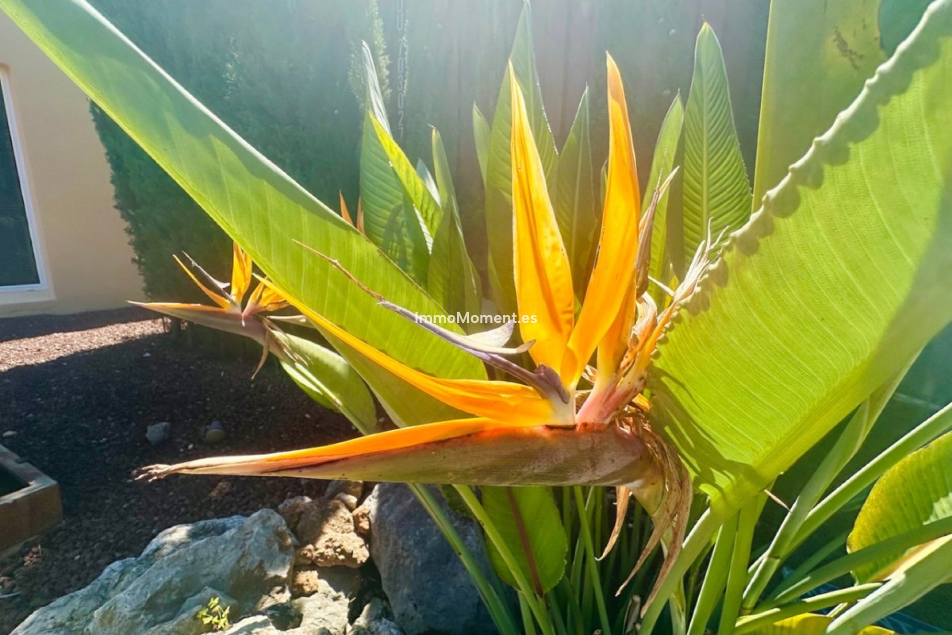 Revente - Villa - Jávea - Jávea - Xàbia Centro