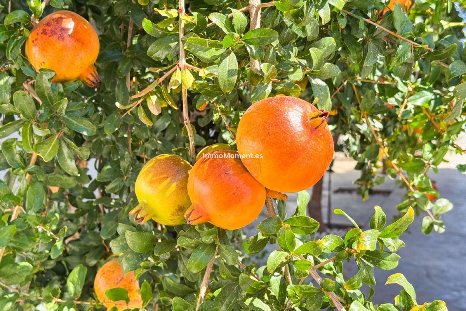 Revente - Villa - San Fulgencio - San Fulgencio Centro