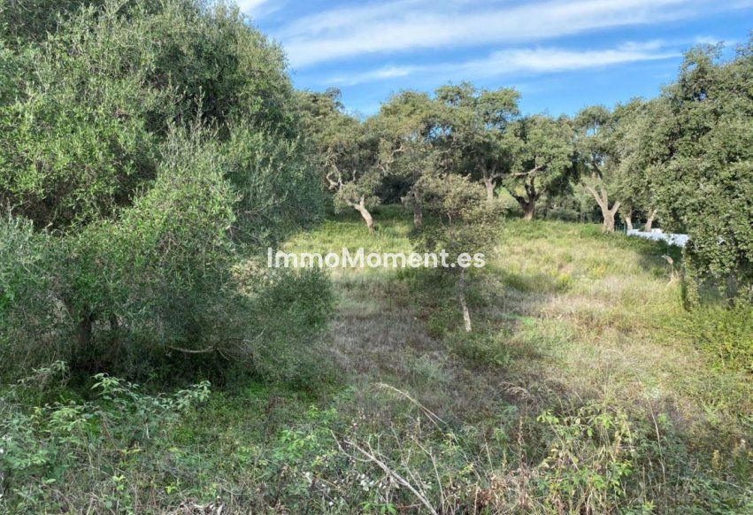 Wiederverkauf - Grundstück - Sotogrande - San Roque Club