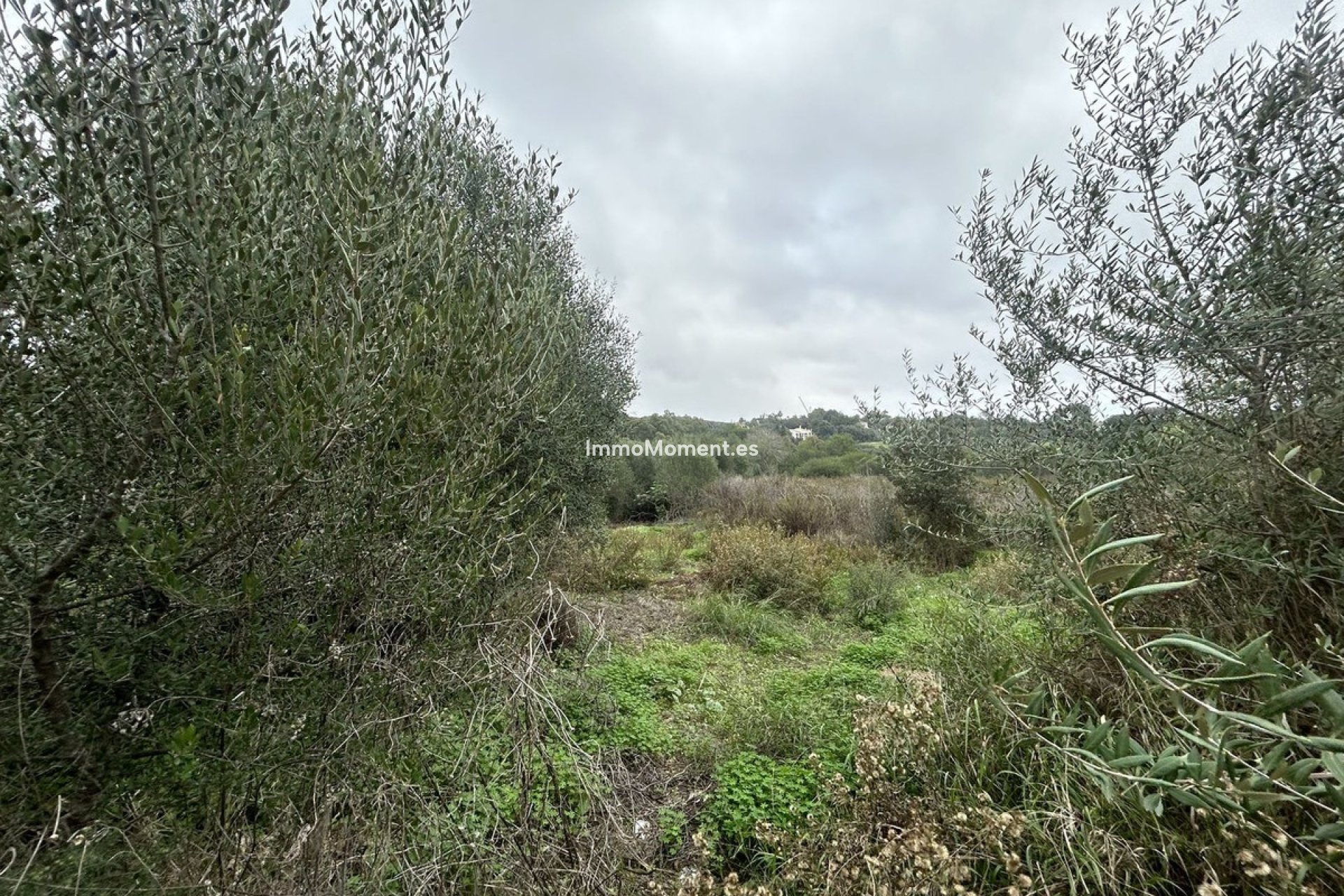 Wiederverkauf - Grundstück - Sotogrande - Sotogrande Alto