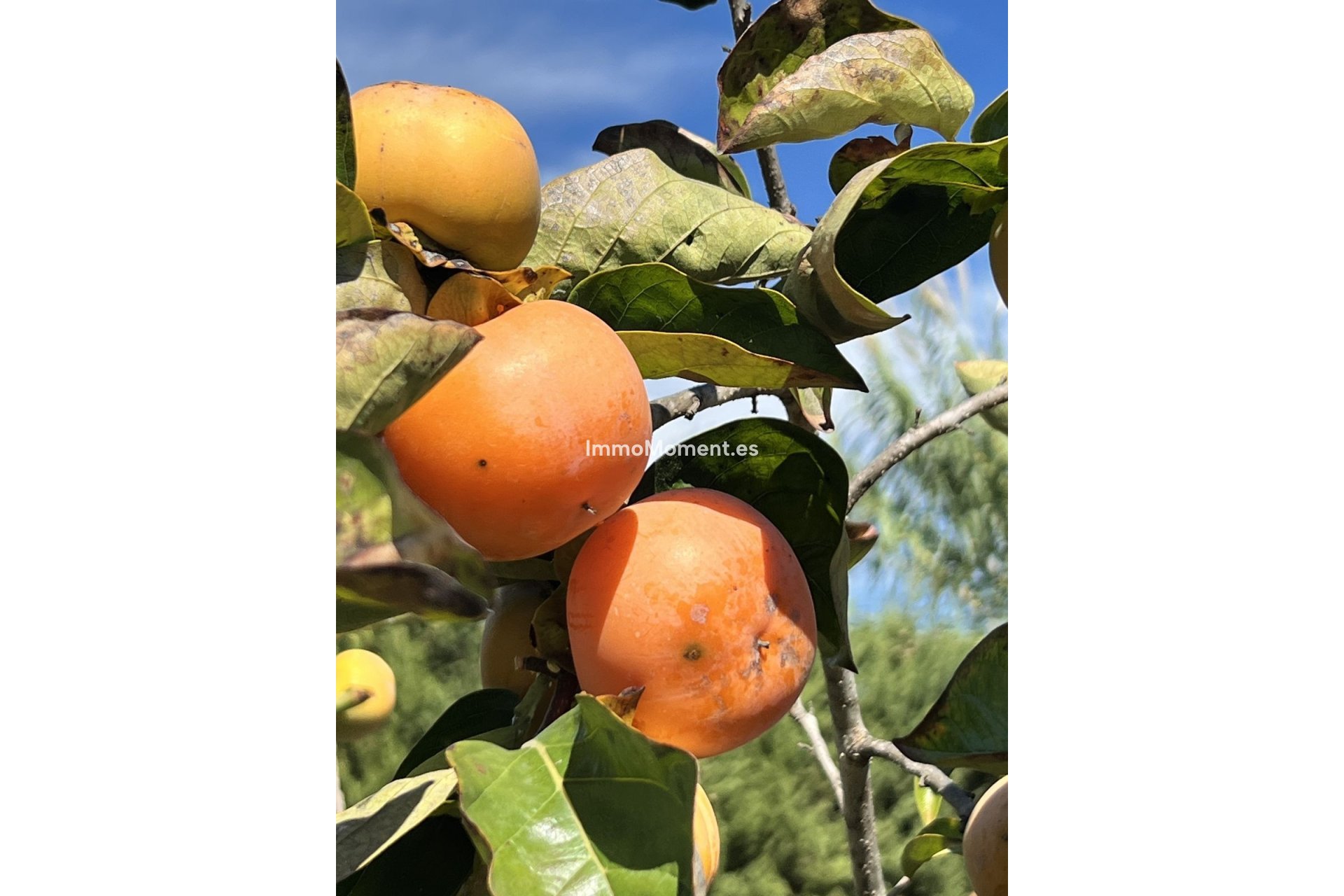 Wiederverkauf - Landhaus - Estepona  - New Golden Mile