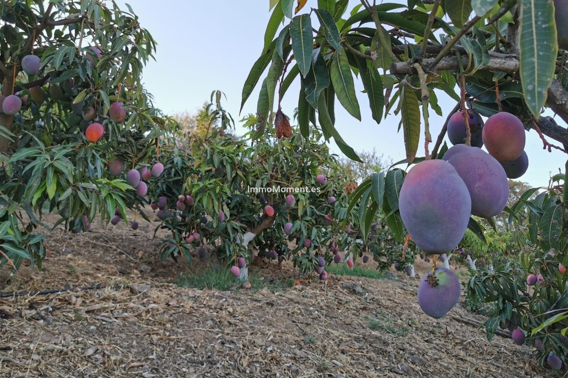 Wiederverkauf - Villa -   Inländisch - Alhaurín el Grande Centro