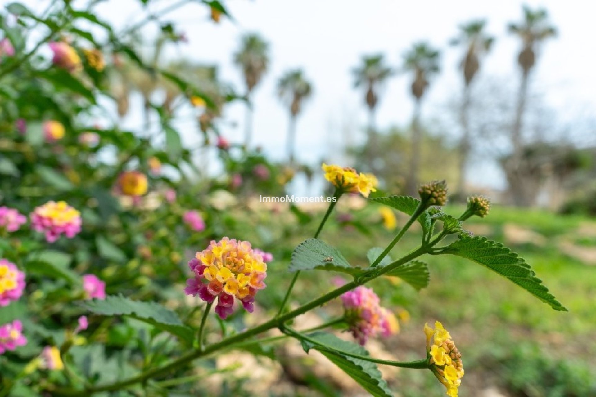 Wiederverkauf - Villa - Orihuela - Los Altos