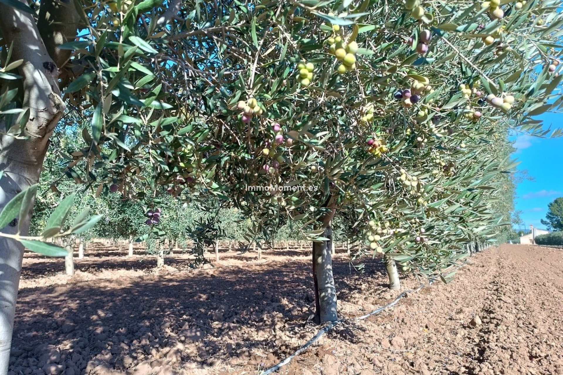 Wiederverkauf - Villa - Yecla - Yecla Centro