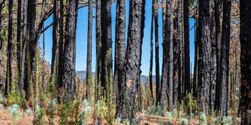 SUCCESSION ÉCOLOGIQUE APRÈS LES INCENDIES DE FORÊT: LA RÉCUPÉRATION À PLUSIEURS NIVEAUX DES ÉCOSYSTÈMES ESPAGNOLS