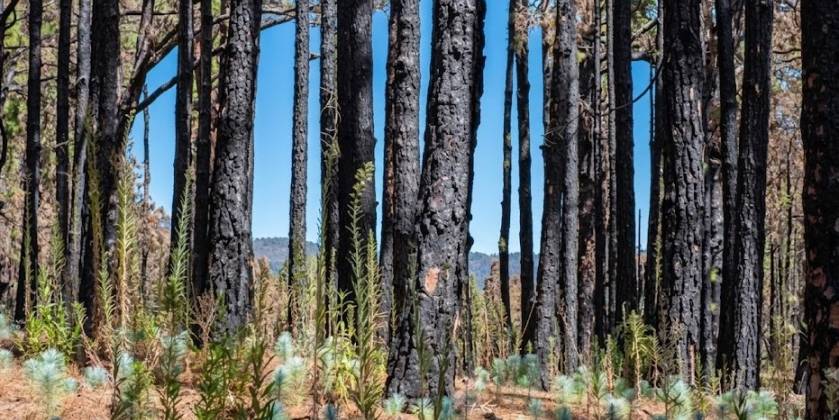 SUCCESSION ÉCOLOGIQUE APRÈS LES INCENDIES DE FORÊT: LA RÉCUPÉRATION À PLUSIEURS NIVEAUX DES ÉCOSYSTÈMES ESPAGNOLS