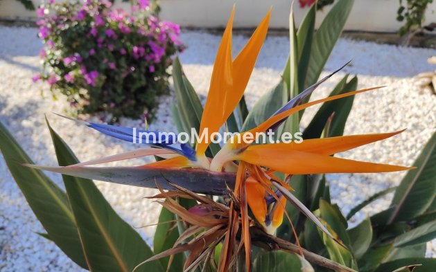 Bestaande woning - Appartement - Denia - Denia Centro