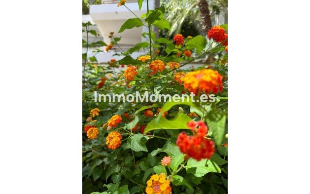 Langzeitvermietung - Wohnung - Marbella - Guadalmina Baja