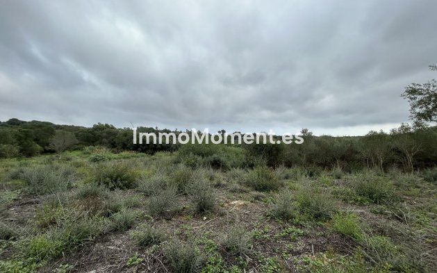 Wiederverkauf - Land - Sotogrande - Sotogrande Alto