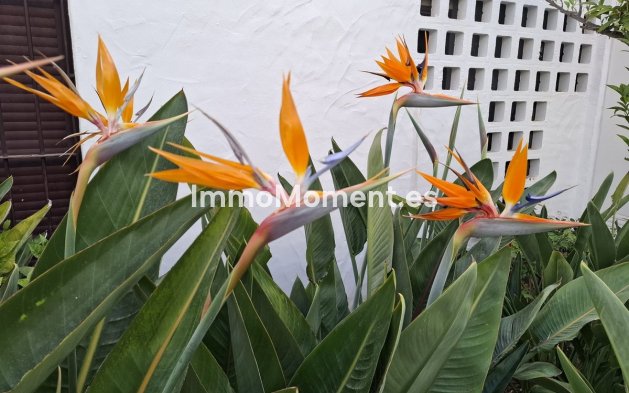 Revente - Appartement - Marbella - Nueva Andalucía