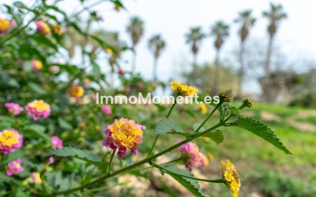 Revente - Villa - Orihuela - Los Altos