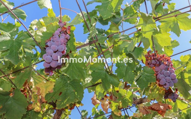 Reventa - Villa - Interior  - Guaro