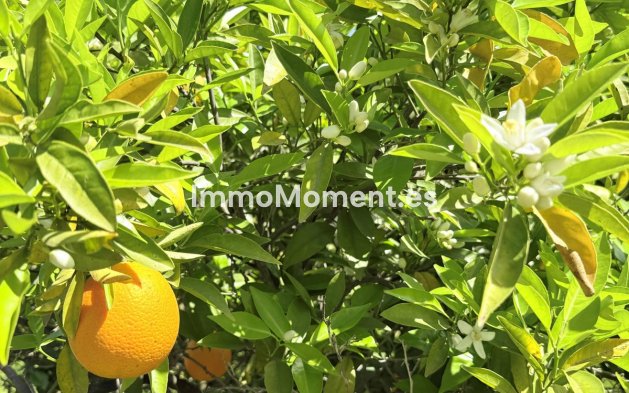 Revente - Maison de campagne - Intérieur                       - Coín