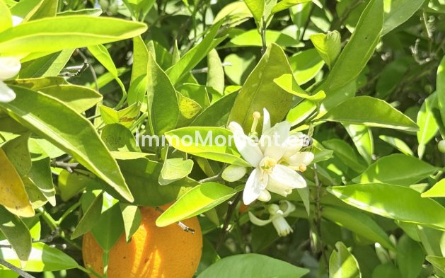 Revente - Maison de campagne - Intérieur                       - Coín