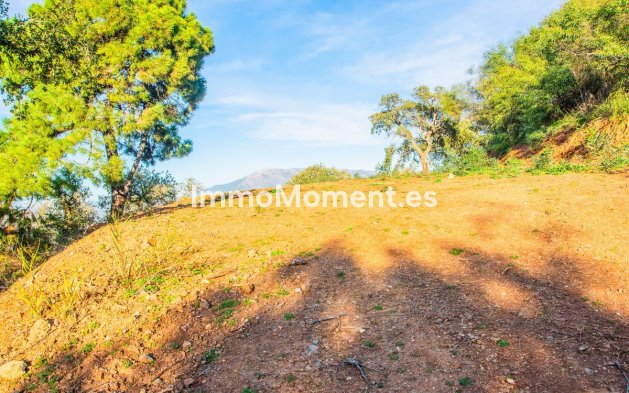 Neubau - Villa - Marbella - La Mairena