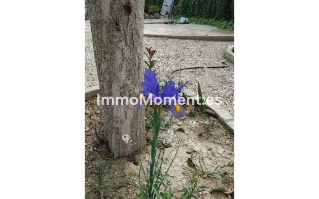 Bestaande woning - Landhuis - Crevillente - Crevillente - Crevillent Centro