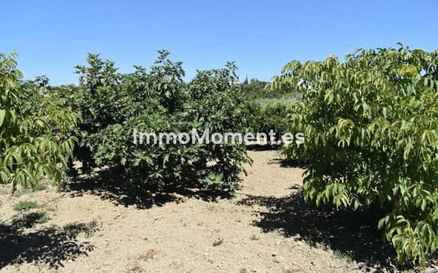 Revente - Maison de campagne - Intérieur                       - Alhaurín el Grande Centro