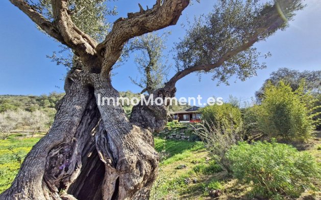 Revente - Maison de campagne - Intérieur                       - Coín