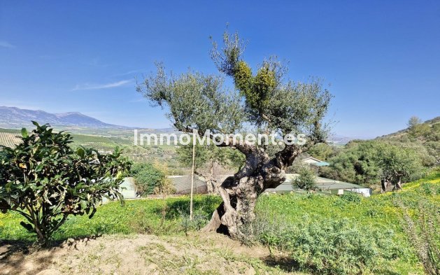 Revente - Maison de campagne - Intérieur                       - Coín