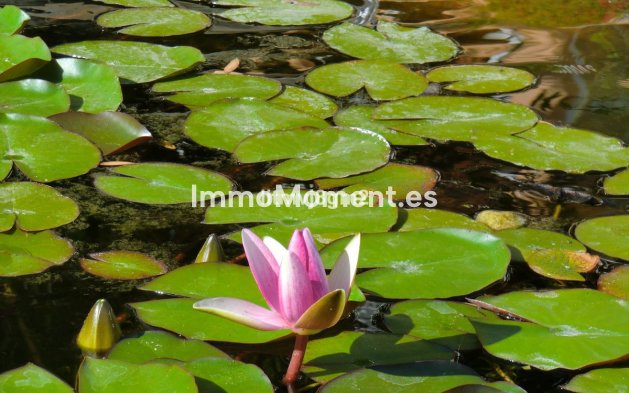 Revente - Maison mitoyenne - Mijas - Calahonda