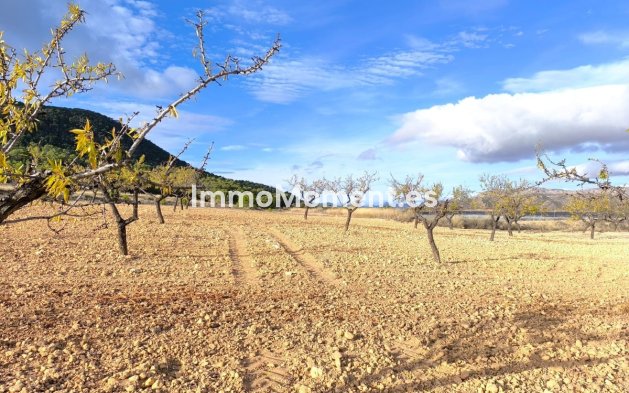 Reventa - Casa de campo - Yecla - Yecla Centro