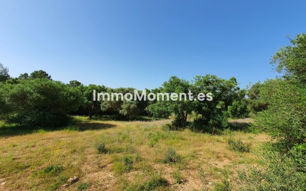 Reventa - Terreno - Sotogrande