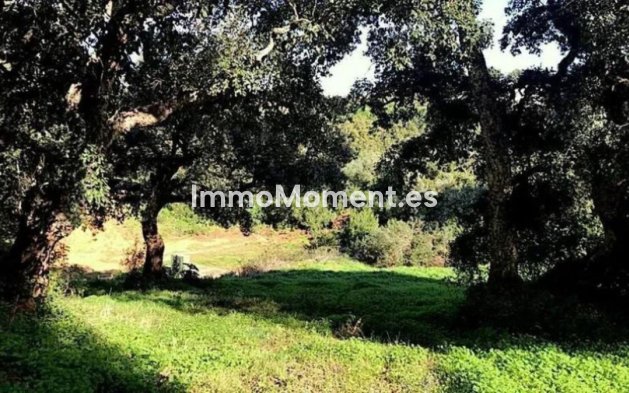 Wiederverkauf - Land - Sotogrande - Sotogrande Alto