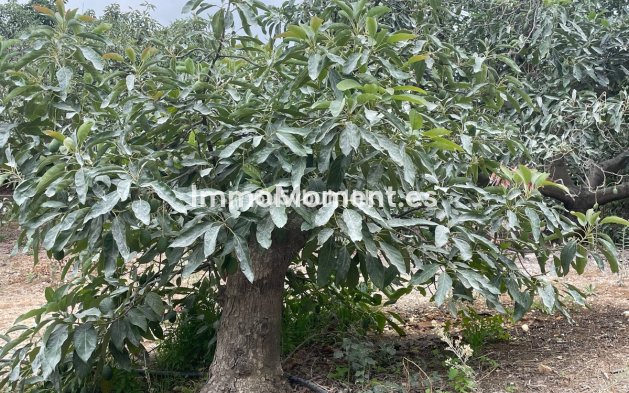 Reventa - Casa de campo - Interior  - Coín