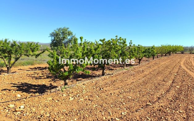 Revente - Maison de campagne - Yecla - Yecla Centro